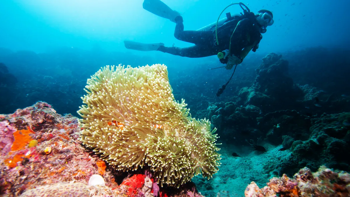 Pourquoi tu ne devrais jamais toucher la vie marine en plongée