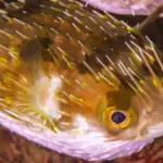 Poisson porc-épic (Diodon holocanthus) gonflé en posture de défense sur le fond