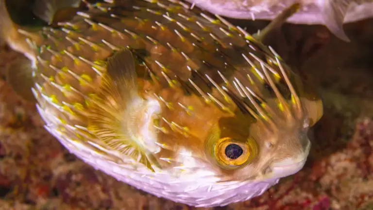 10 Surprising Defense Mechanisms in Marine Animals