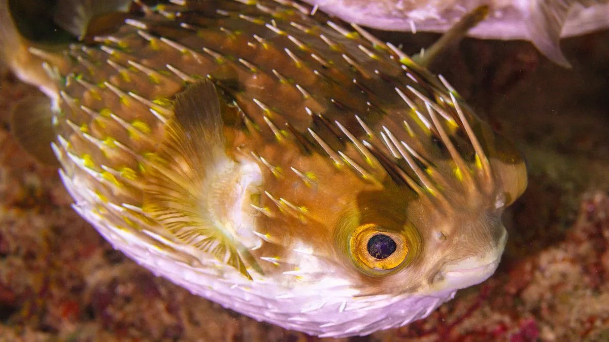 10 mecanismos de defensa sorprendentes en los animales marinos