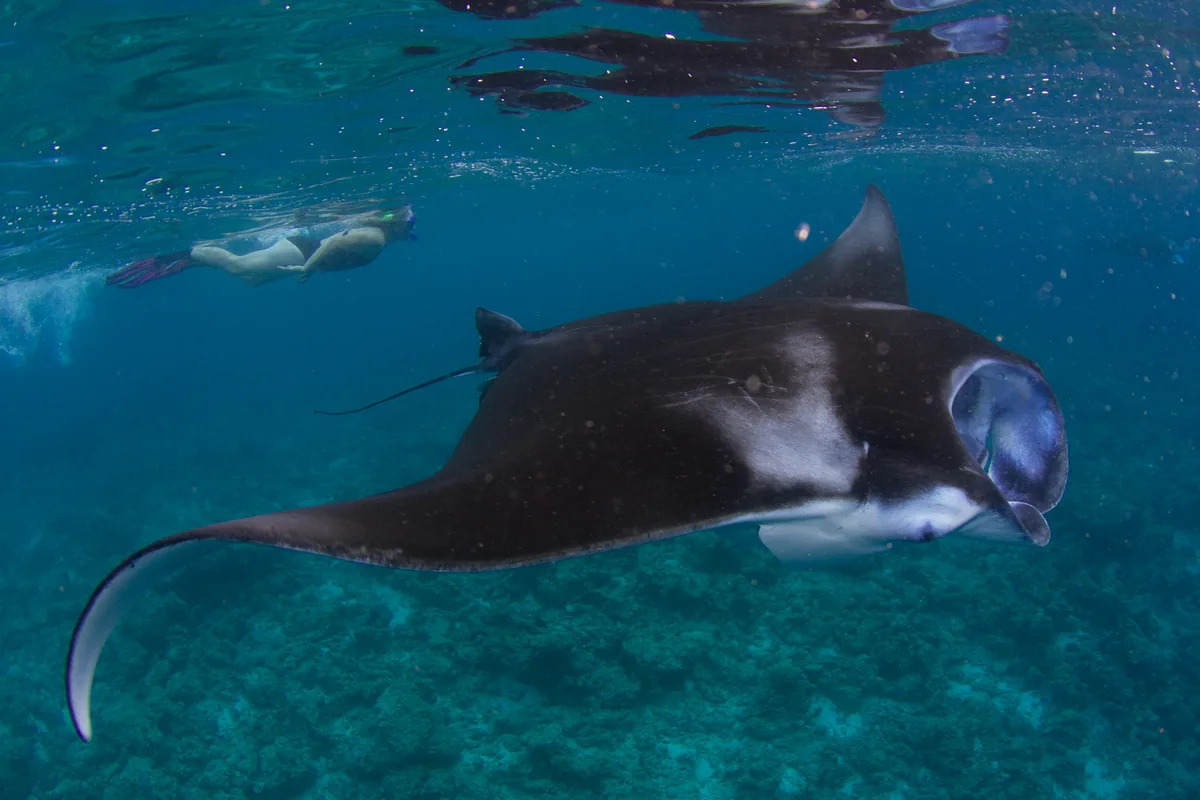 Reef manta ray swimming near a snorkeler in the Maldives