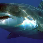 Grand requin blanc (Carcharodon carcharias) nageant en pleine eau