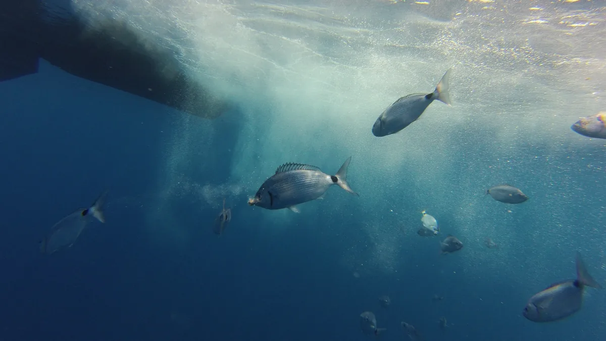 Snorkel en Francia: los senderos submarinos oficiales, temporada y vigilancia