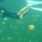 Snorkeleur au milieu d'une multitude de méduses dans le lac aux méduses de Palau