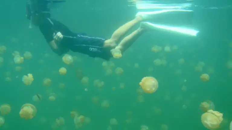 Invasiones de medusas: causas, debate científico e impactos reales