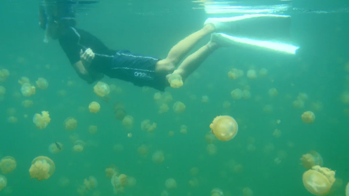 Invasiones de medusas: causas, debate científico e impactos reales