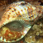 Triton géant (Charonia tritonis) vivant sur un récif corallien à Guam