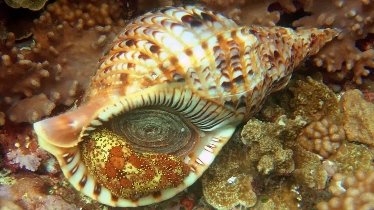 Tritón gigante: el caracol que debía salvar la Gran Barrera de Coral